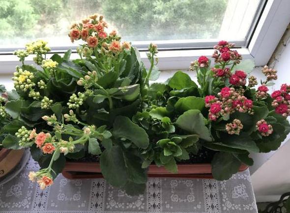 盆栽怎么防止土漏,盆栽花浇水浇不透怎么办