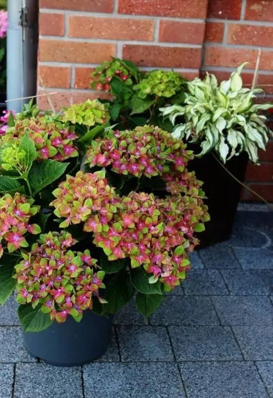 十大顶级绣球品种,最好养的绣球品种