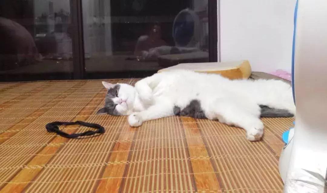 福懋动物医院厦门,福懋宠物医疗中心解放桥分院