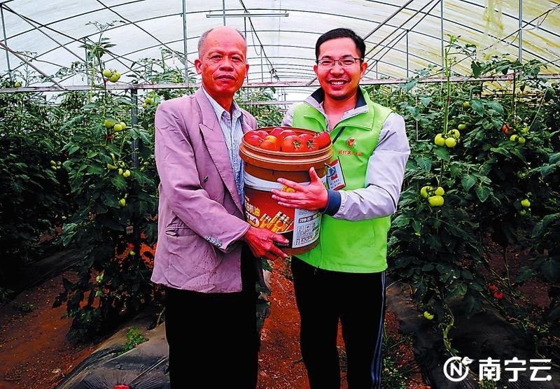 广西武鸣乡村振兴示范村,武鸣沃柑助力乡村振兴