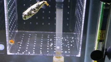 容易混养的热带鱼,容易互动的鱼