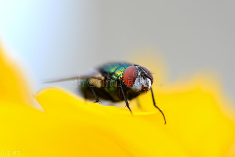 猫怎么养新手养猫需注意4大问题,夏天养猫怎么预防生病
