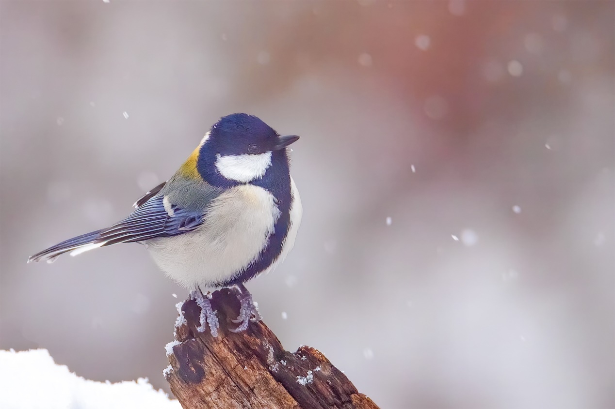 佳能r5和r5哪个更适合拍鸟,佳能eosr5适合拍鸟吗