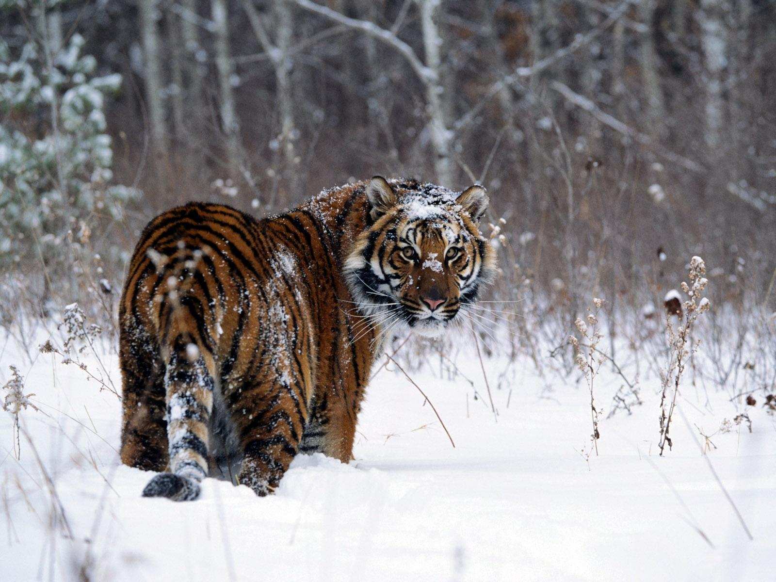 我国野猪泛滥,无虎豹下,野猪称雄,允许猎杀为何不许吃肉?