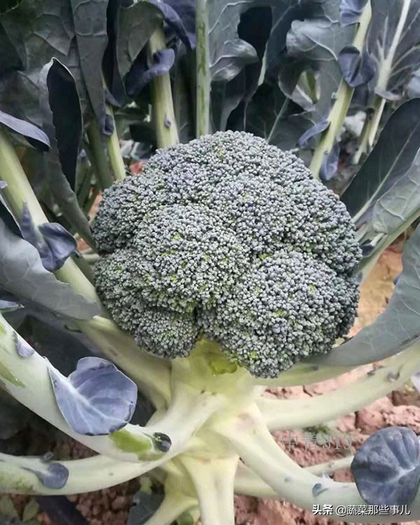 十字花科蔬菜种子,十字花科蔬菜名单