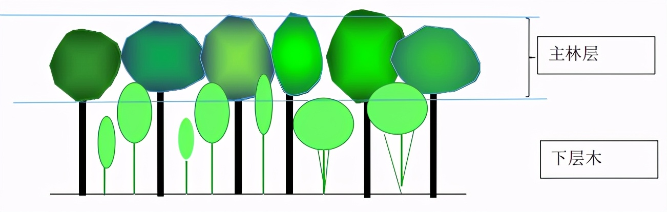 树木由来,树木从远古到现在