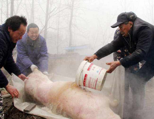 农村杀猪的人为什么不长寿,这下我算是明白啦