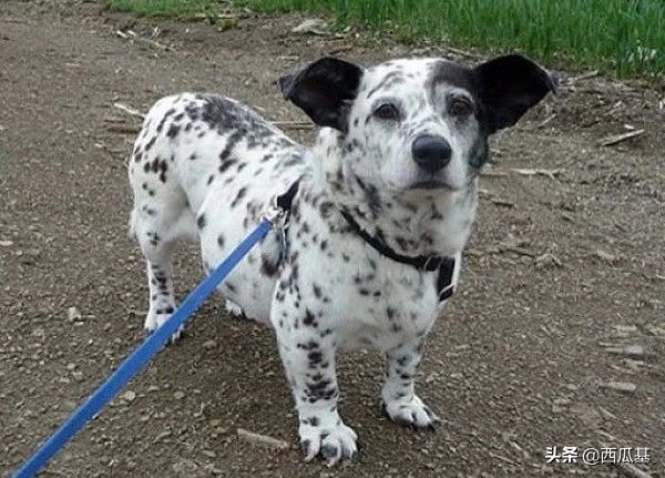 常见的串串狗都是什么品种,不建议养的10种狗串串犬