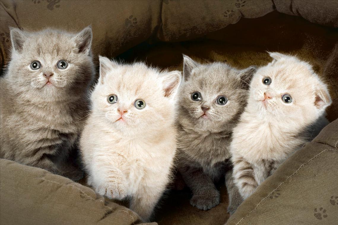 猫咪黑下巴怎么才能去除干净,猫咪小知识猫咪黑下巴了怎么办