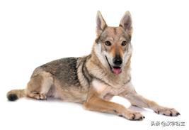 与朱元思书鸢飞戾天注解,与朱元思书鸢飞戾天的意思