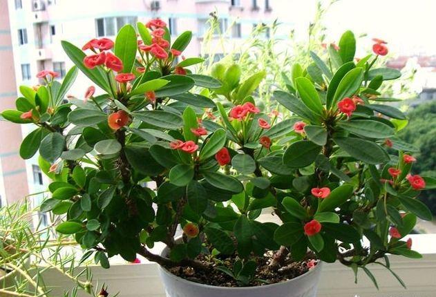 养春花专用盆,刺梅花怎么修剪才能开的花多