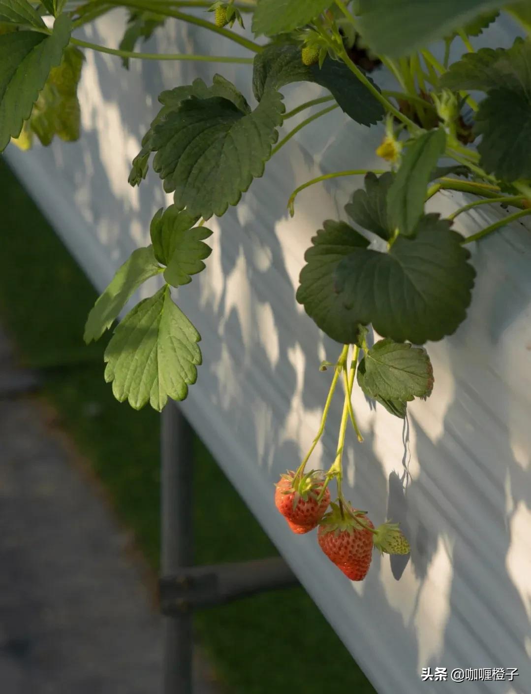 1分钟了解*今条头日**如何发文赚钱，一部手机就可操作