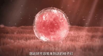 精子总数少于多少算少精子症,男性精子少