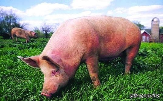 猪附红细胞体病怎么预防,猪附红细胞体病最佳治疗