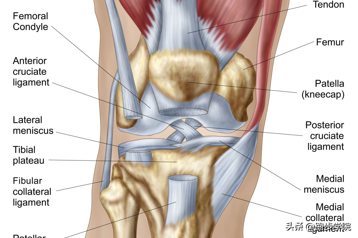 跑步到底伤不伤,跑步到底伤不伤关节