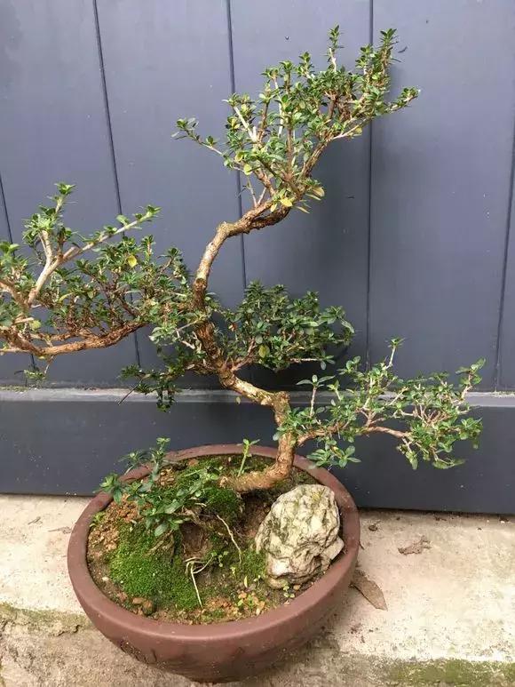 养花需要用到比较贵的东西,养花很贵自己养自己