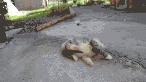 怎样催眠小猫咪,如何催眠一只小猫咪