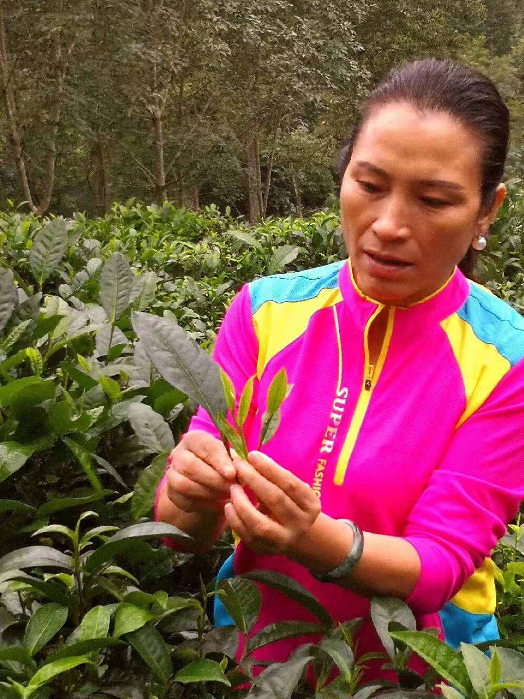 张流梅:润丝丝茶叶面膜,国茶大师的美丽事业
