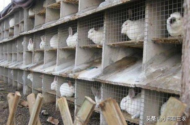 兔子该如何养殖呢,兔子养殖技巧及兔子粪便处理