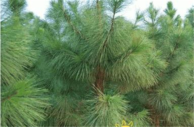 马尾松丰产栽培实用技术视频,马尾松树苗的栽培