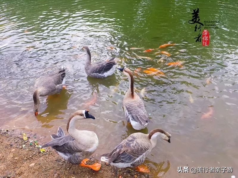 开元森泊度假酒店1848元2晚,599元2晚洲际酒店