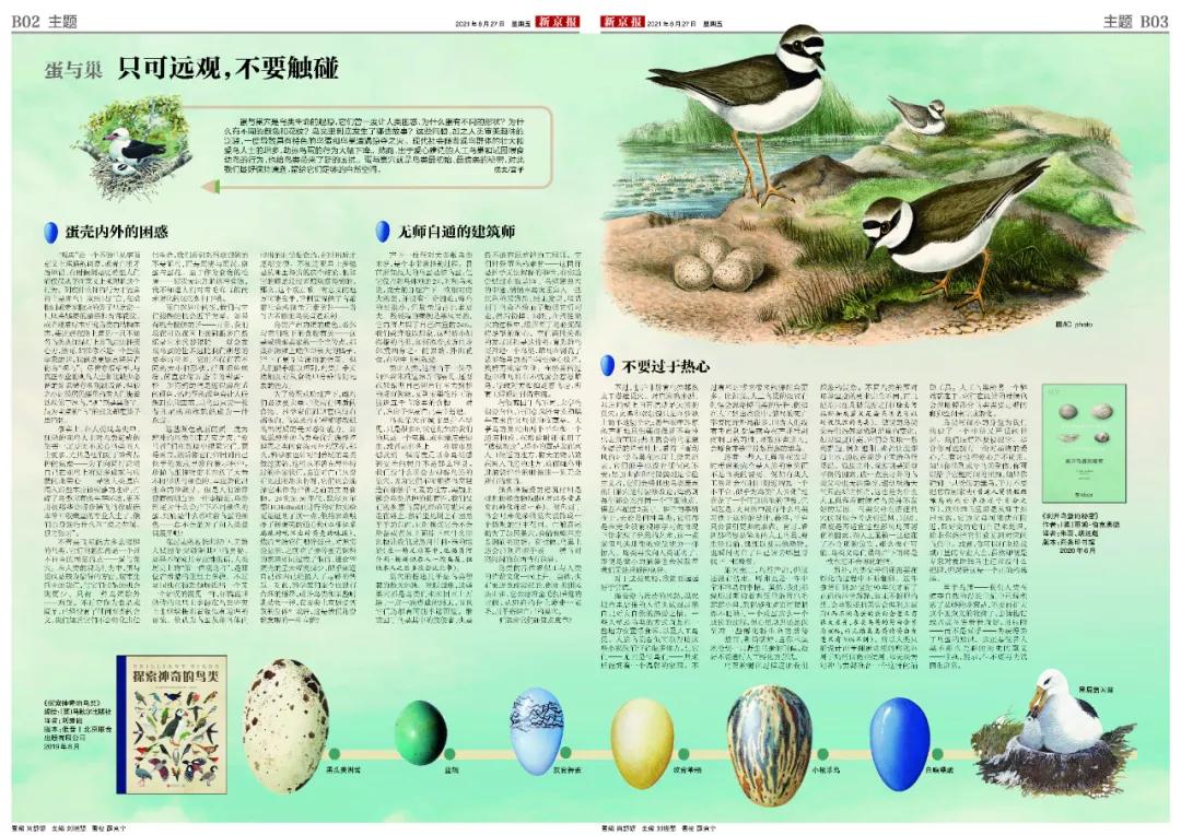 爱鸟的正确护鸟方法,爱鸟护鸟的小方法