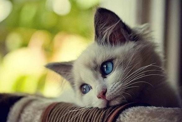 猫咪生病的各种药,猫咪生病物品消毒