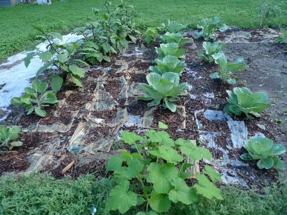 怎么检测土壤有没有肥力,如何判断土壤肥力好不好