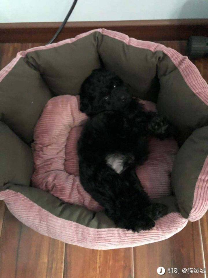 公猫膀胱结石手术,公犬尿道结石手术