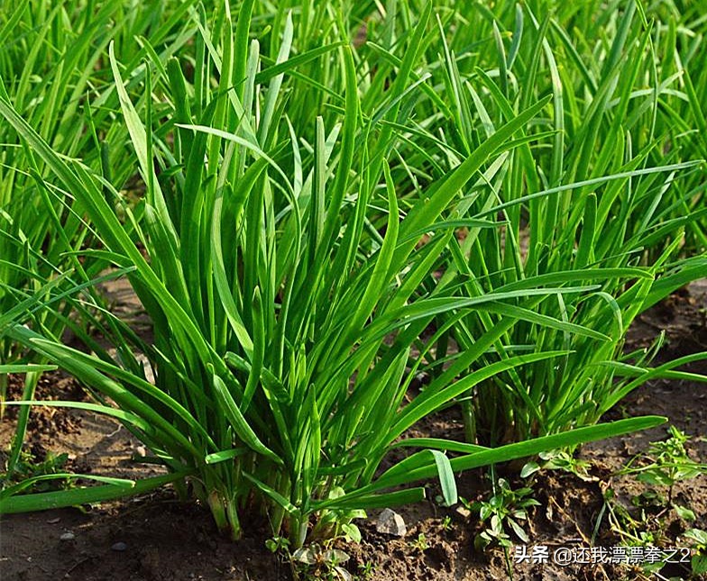 印度神油到底是怎样一种功效药？成分是什么，为何由出家人发明？