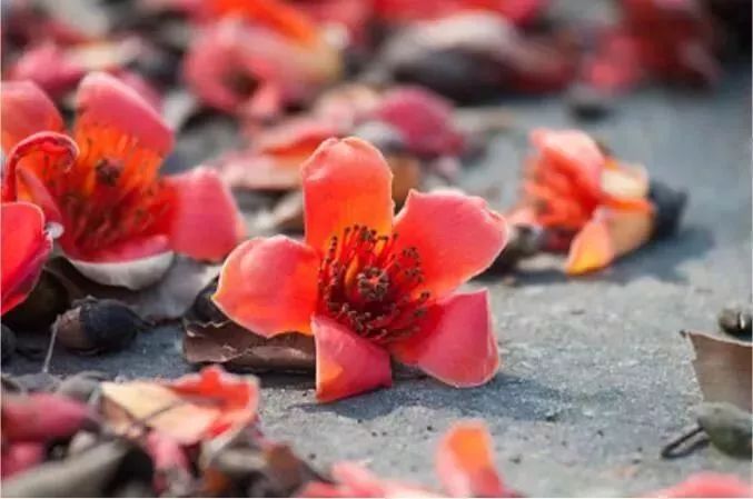 对不起我还是喜欢你,对不起我还是喜欢你日语谐音