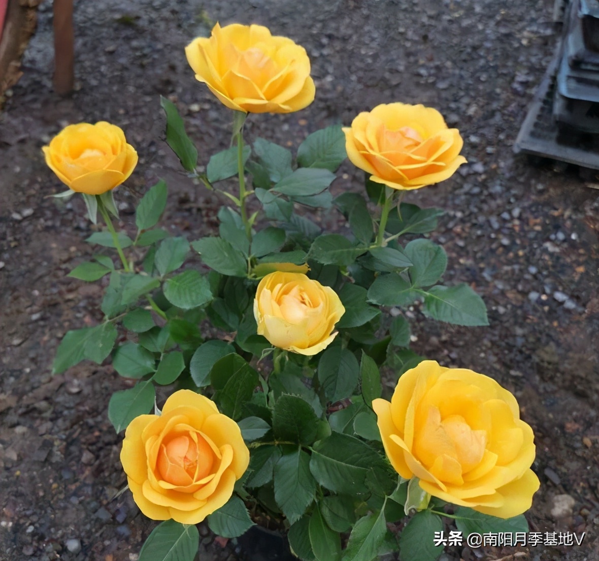 16种双色条纹月季,耀眼的明星月季