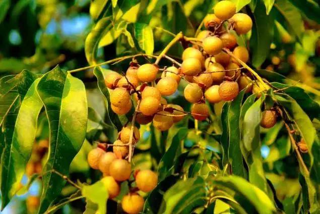 秋实之美无患子，假做桂元真菩提