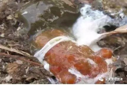 鸡拉血粪怎么治疗最好,鸡拉血不治会自愈吗