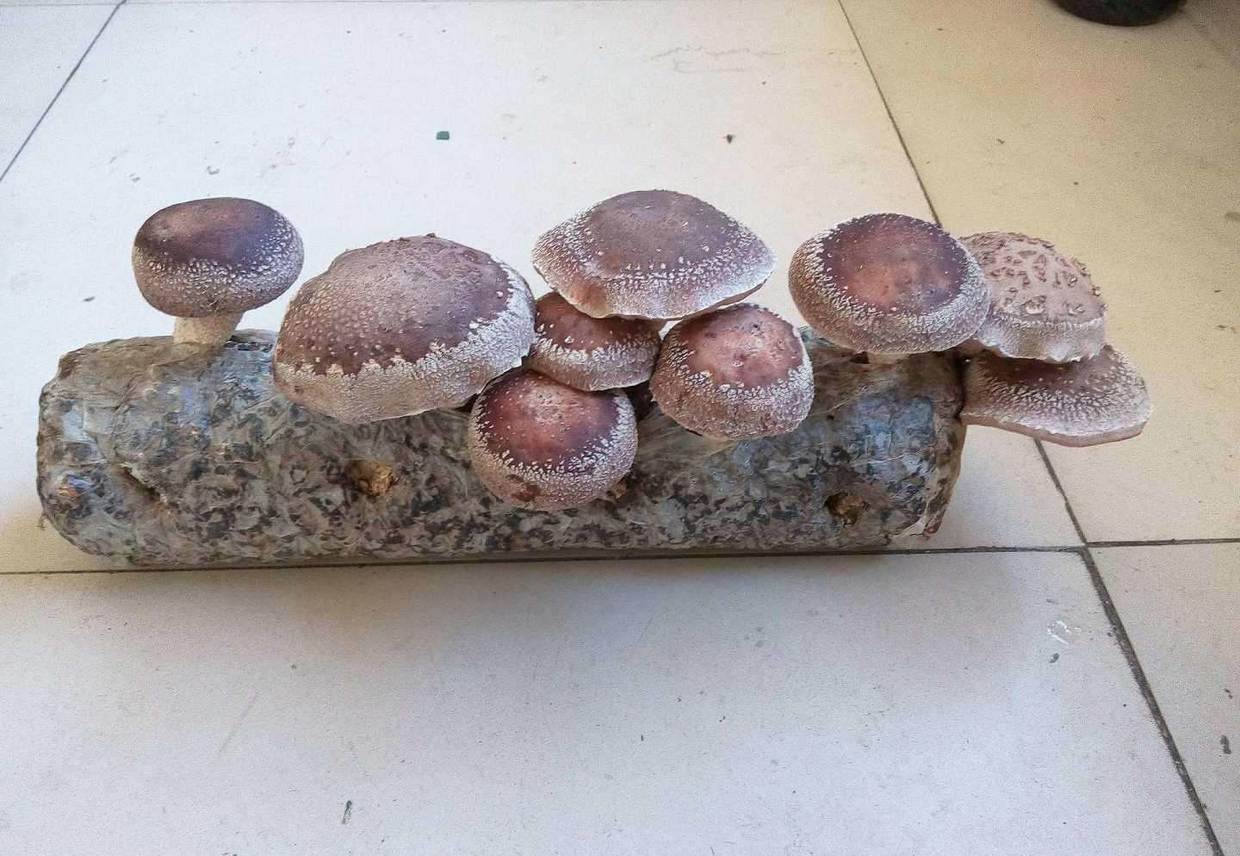 在家养可以吃的蘑菇,喜欢吃蘑菇和西兰花