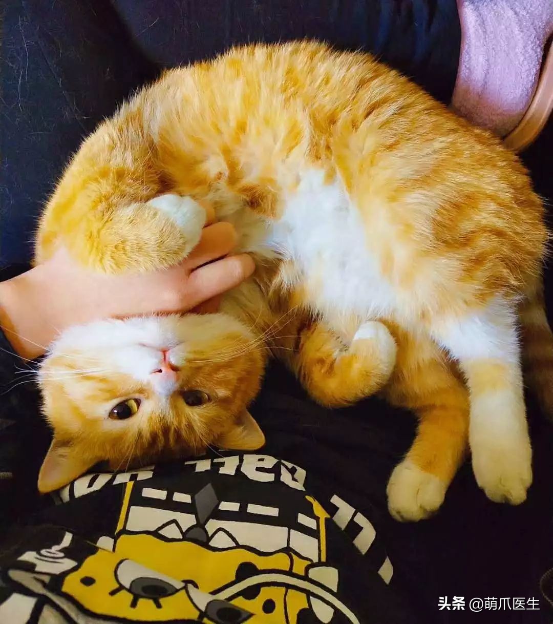 给猫打针结果猫生气了,给猫打针打疼了不开心了