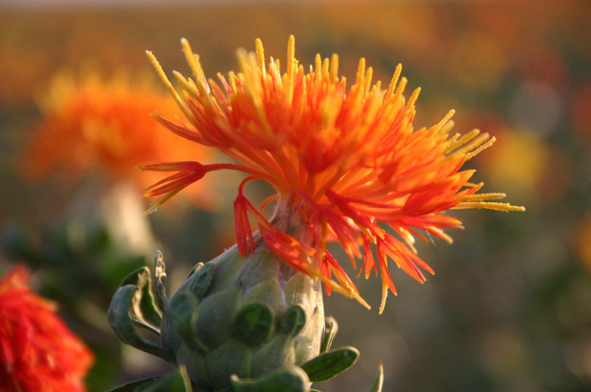 十二星座男的内心世界图片,12星座男生藏在内心里的事