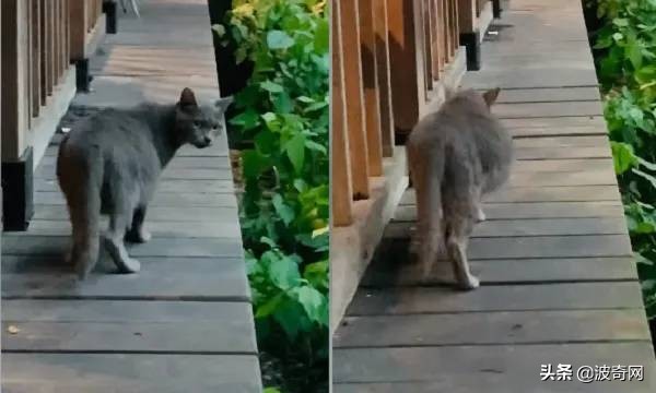 流浪猫英短生宝宝,救助被遗弃的英短蓝猫