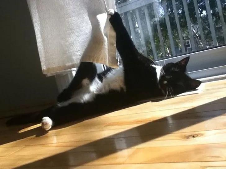 万万没想到猫咪是这样出现的,万万没想到猫