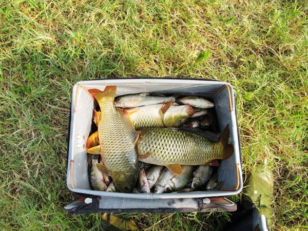 麦芽糖粘小米野钓效果怎么样,麦芽糖蘸小米钓鱼
