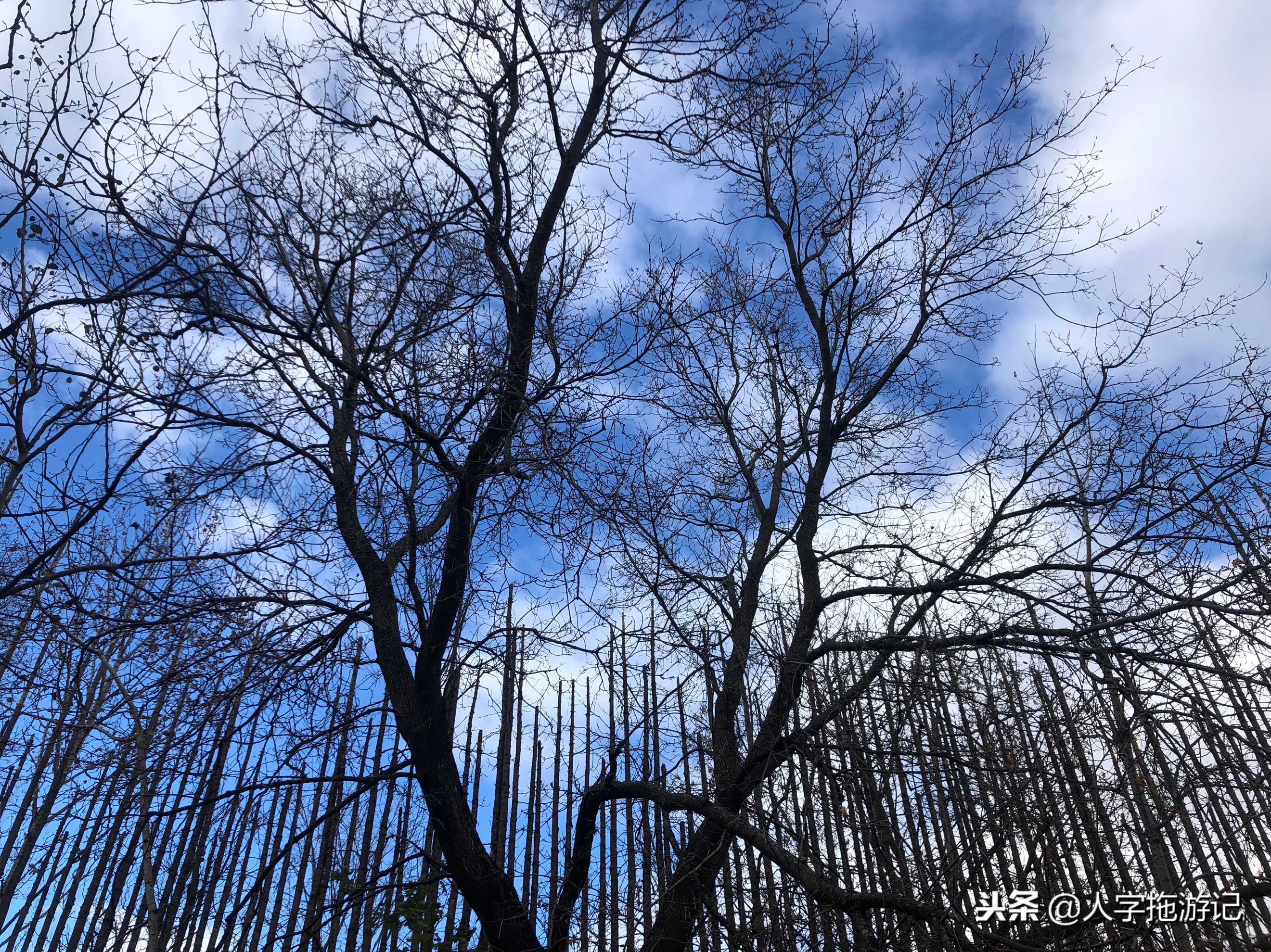 冬日极客,加拿大Wendake穿着狼爪去狼族