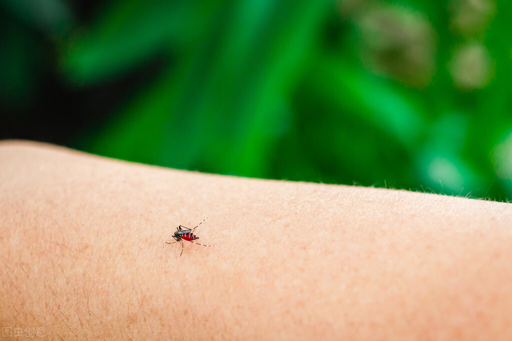 室内防蚊子小虫子叮咬的最好办法,夏天蚊子多怎么防蚊子咬