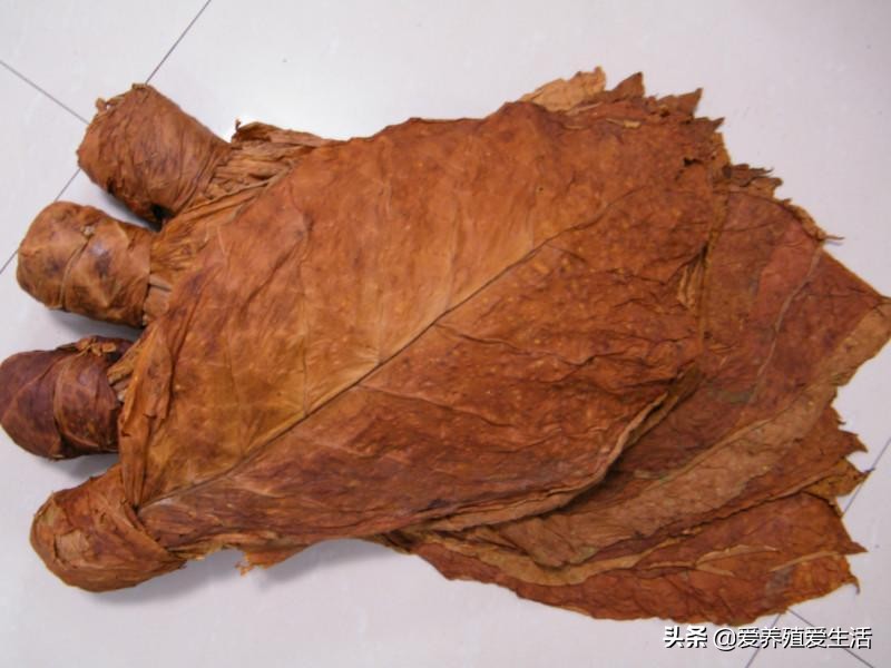 三农养鸡人鸡病防治知识分享,养鸡用不怕鸡病的方法