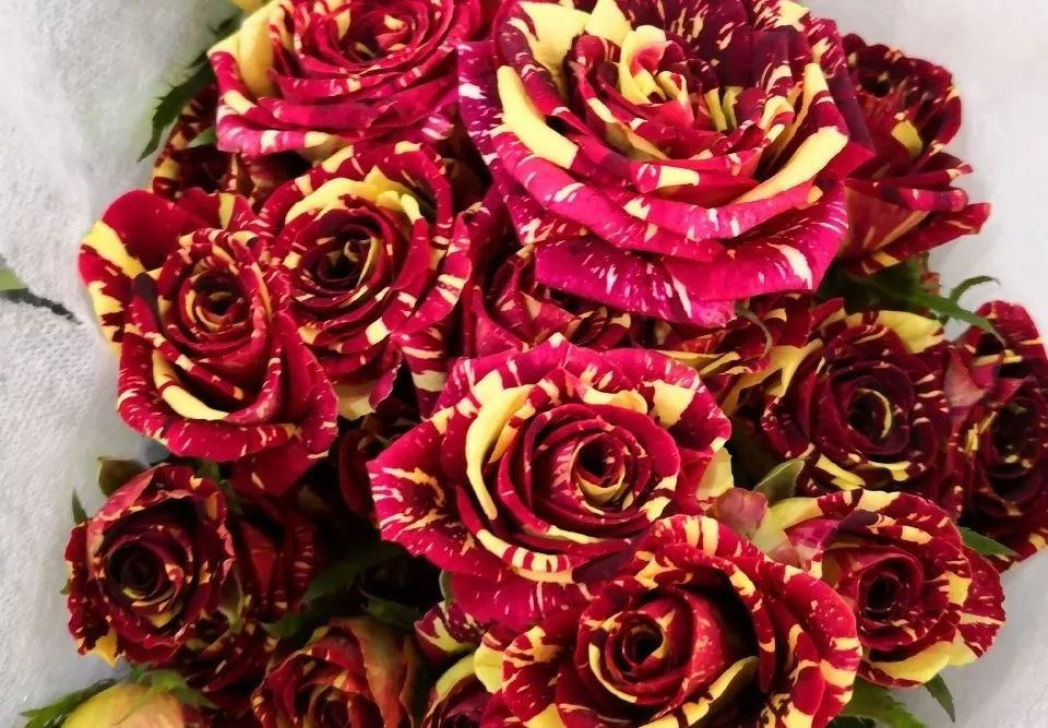 推荐几款玫瑰,哪几种玫瑰值得入手