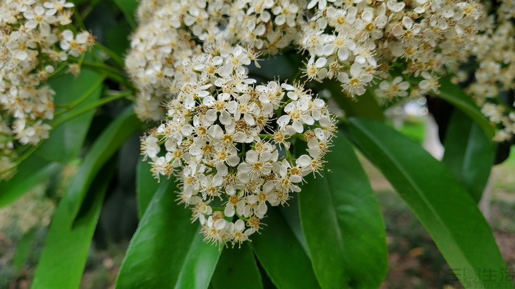 三星galaxyzflip4横向折叠评测,三星折叠屏zflip3与华为折叠屏