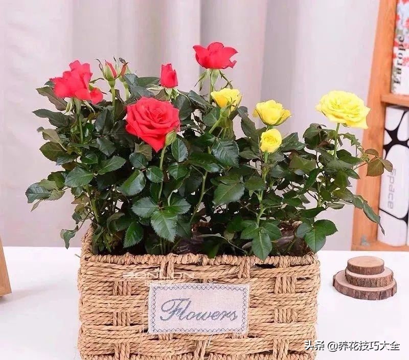 什么品种的香水花最好养,10种最香的香水花