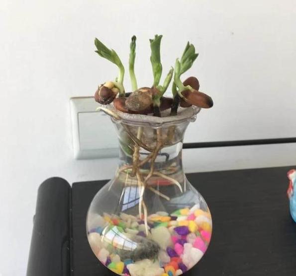 秋天怎么水培养万年红,秋季如何水培月季