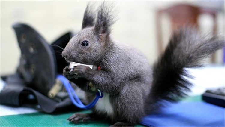 如何挑选一只亲人的魔王松鼠,新手养魔王松鼠好还是红腹松鼠