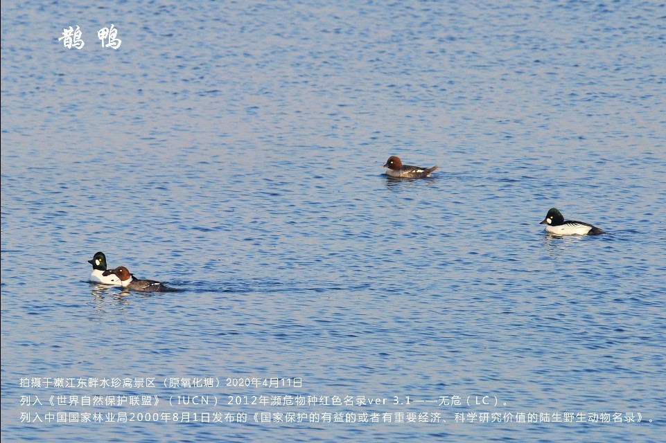 榻愰綈鍝堝皵瀚╂睙涓滄按鐝嶇鍏洯,榻愰綈鍝堝皵瀚╂睙涓滄按鐝嶇婀垮湴鍏洯