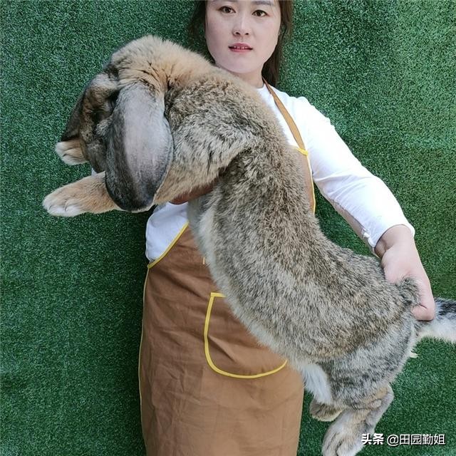 兔子突然死亡后肢僵硬,兔子身上软的后肢硬的怎么办